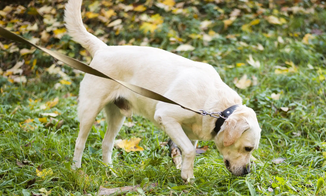 Labrador eating grass during a walk in a park