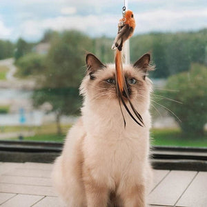 Flying cat toy hanging in front of a curious indoor cat by a window