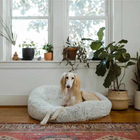 Dog lying on a fluffy dog bed in a room with plants and a window