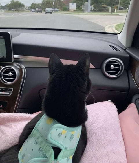 Black cat in a car wearing a harness, looking out the window