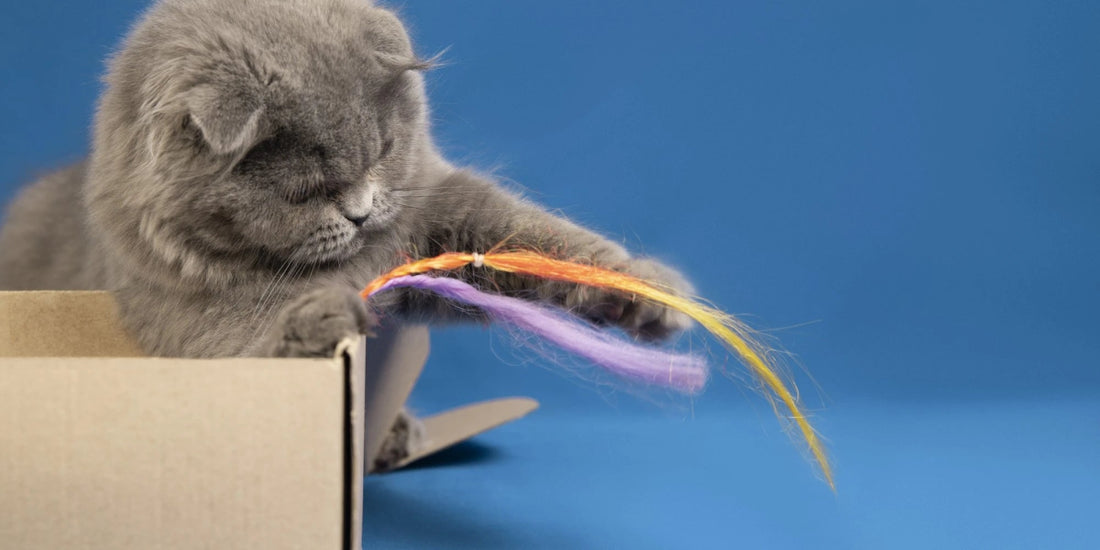 Grey cat playing with colorful interactive toy from FluffyPuppy Pet Supplies – ideal for engaging solo play and satisfying hunting instincts.