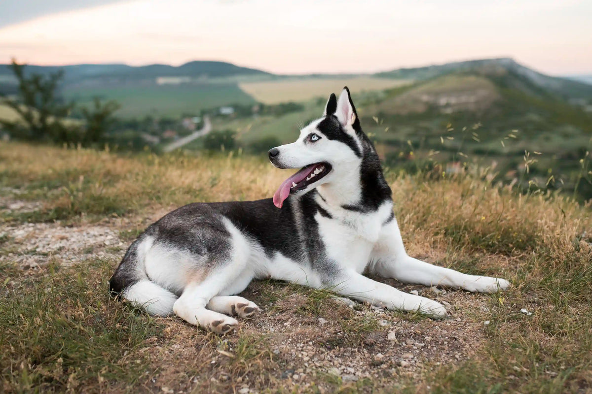Husky resting on a hillside with countryside in the background