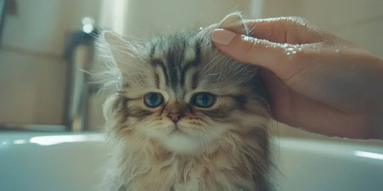 Close-up of an adorable Persian kitten being gently petted, showing its fluffy fur and bright eyes.
