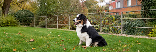 Australian Shepherd sitting on green grass in a fall garden with fallen leaves