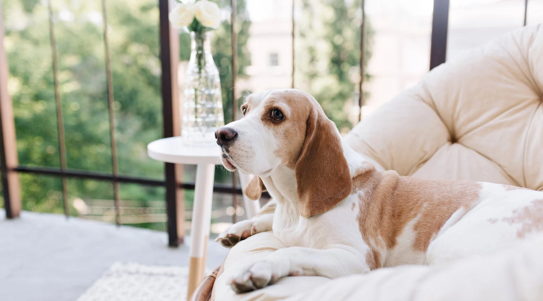 Beagle dog relaxing on a cozy balcony, adjusting to its new home environment.