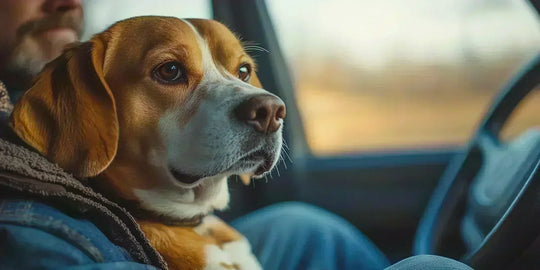 Beagle sitting in a car during a canada road trip, looking out the window