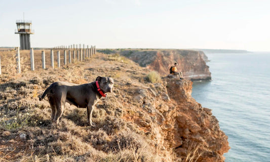 A Staffordshire Bull Terrier standing on a cliffside with a scenic coastal view, representing one of the best dog breeds for Australia.