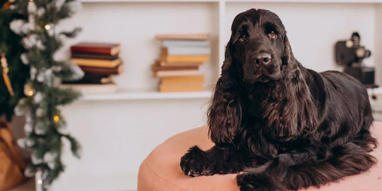 black cocker spaniel resting on pink cushion indoors