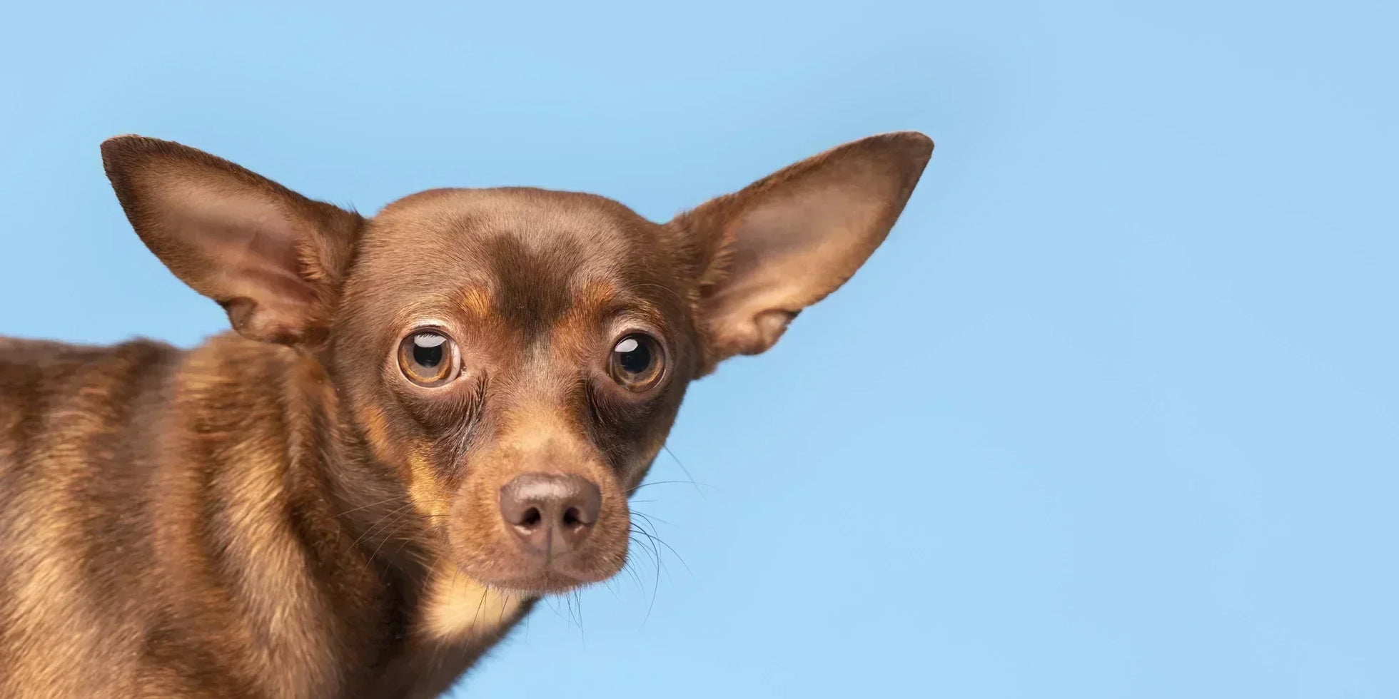 Adorable brown Chihuahua dog with big ears staring at the camera against a light blue background.