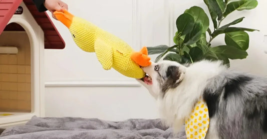 Dog playing tug-of-war with a plush yellow calming duck toy, perfect for stress relief and interactive pet play sessions.