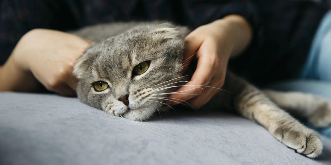 Person gently petting a relaxed gray cat, showing care and affection for a healthy, happy pet