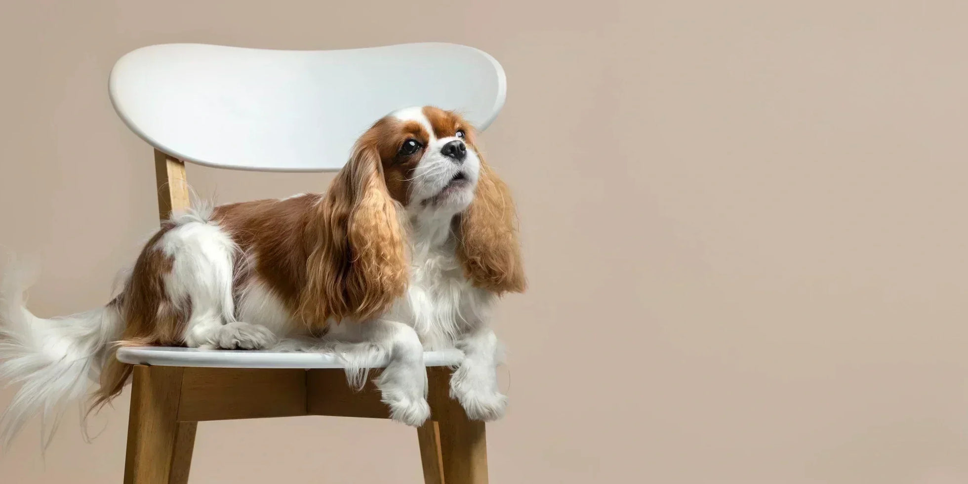 cavalier king charles spaniel resting on a chair