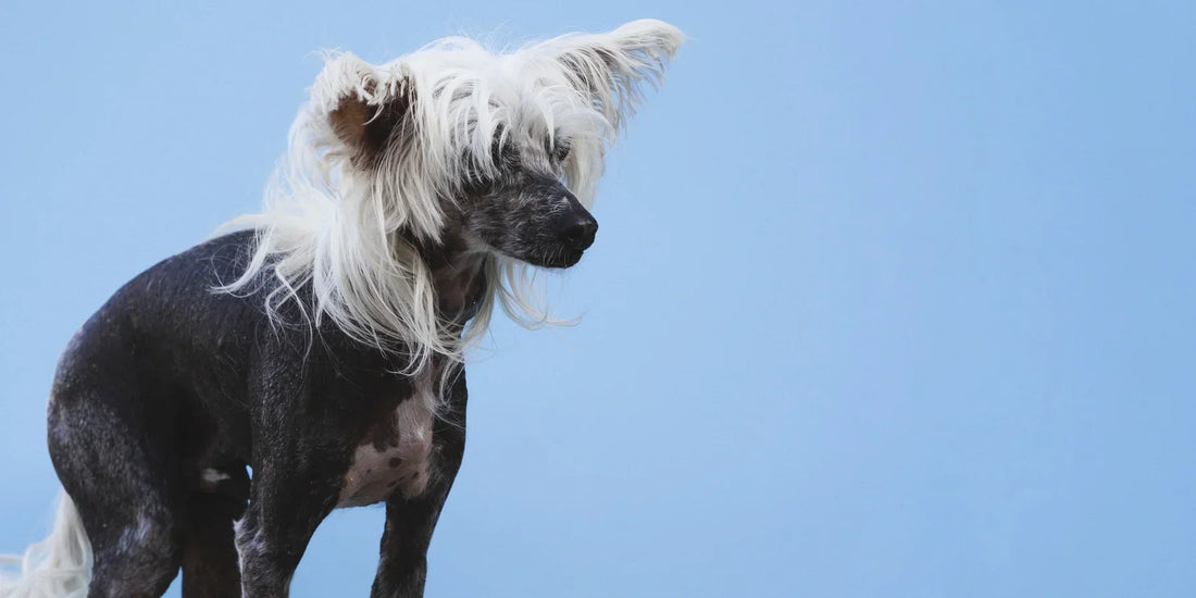 Chinese Crested Dog with long hair on a blue background