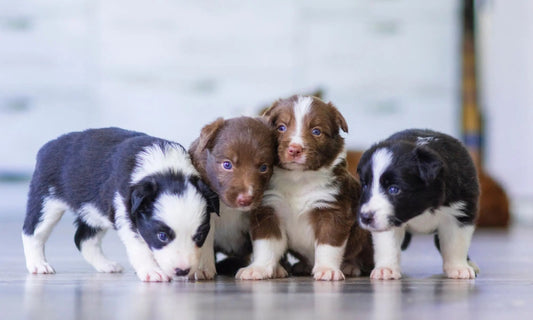 Group of adorable puppies exploring indoors, ideal for tips on choosing the best dog bed, including shapes, sizes, and care for your furry friend.