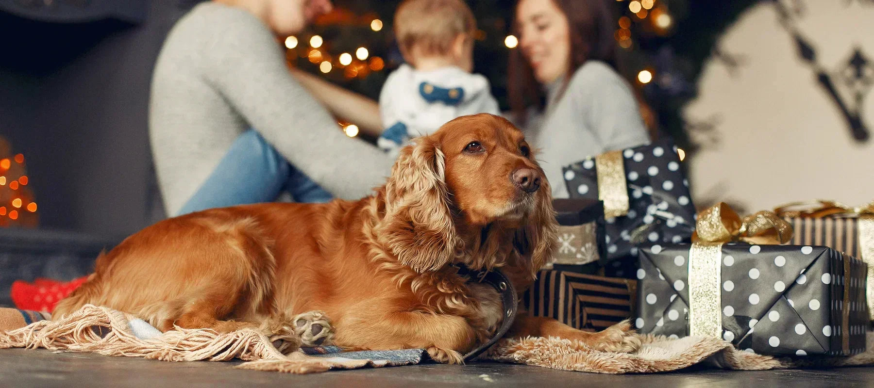 dog resting by christmas presents at home