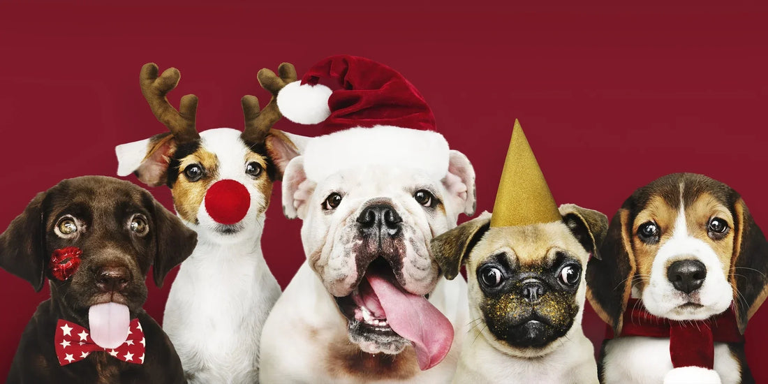 Group of dogs wearing Christmas costumes