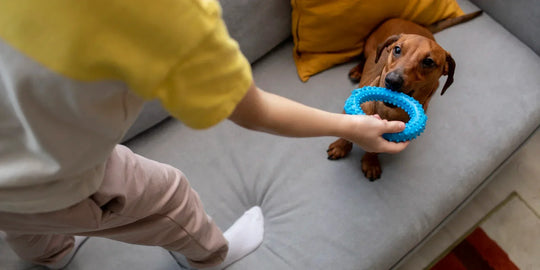 Child giving a blue chew toy to dachshund on the couch