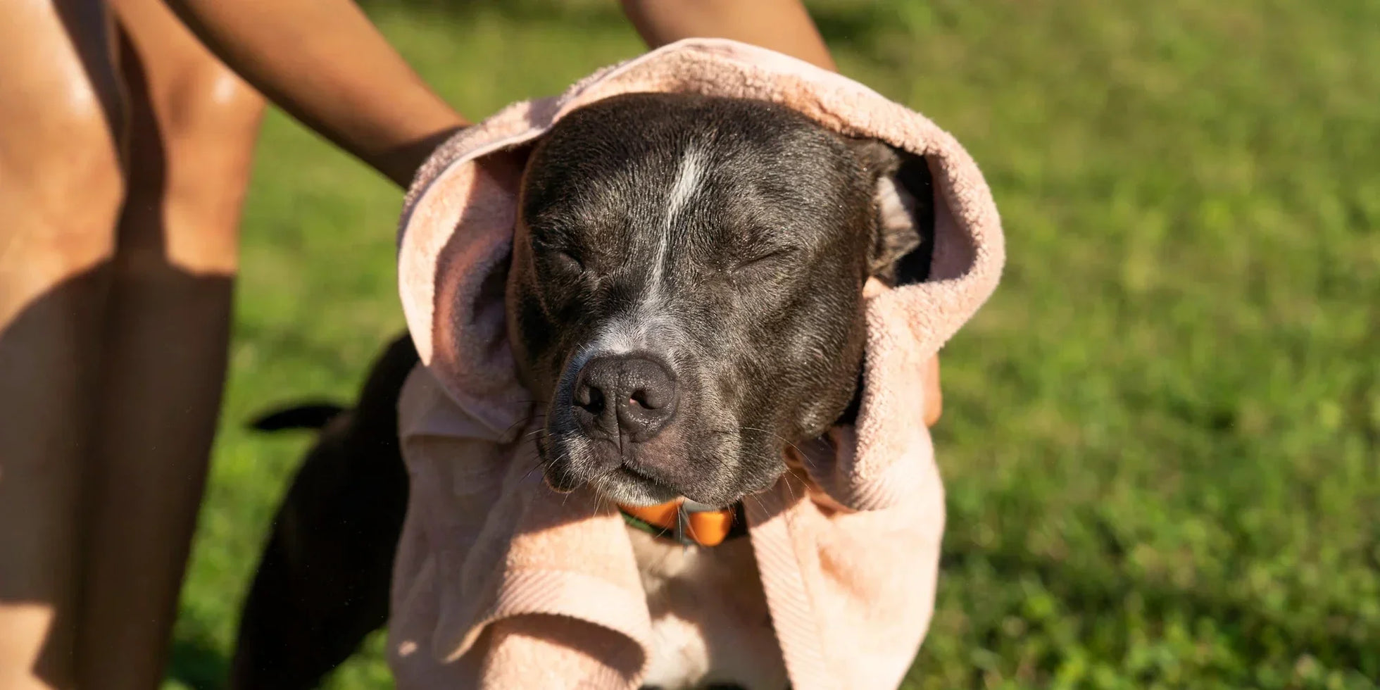Dog after bath being dried with towel outdoors