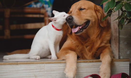 White cat nuzzling golden retriever dog with happy faces