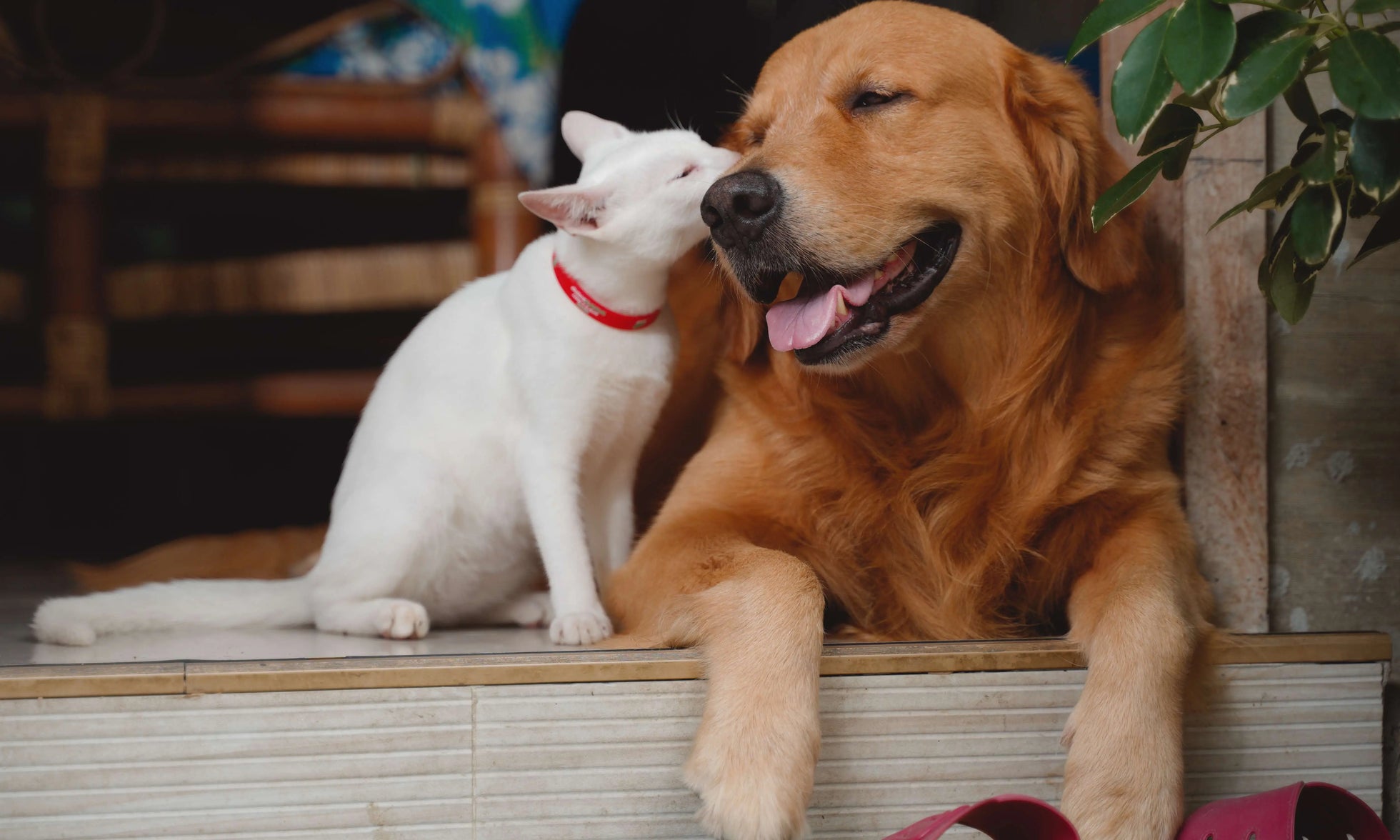 White cat nuzzling golden retriever dog with happy faces