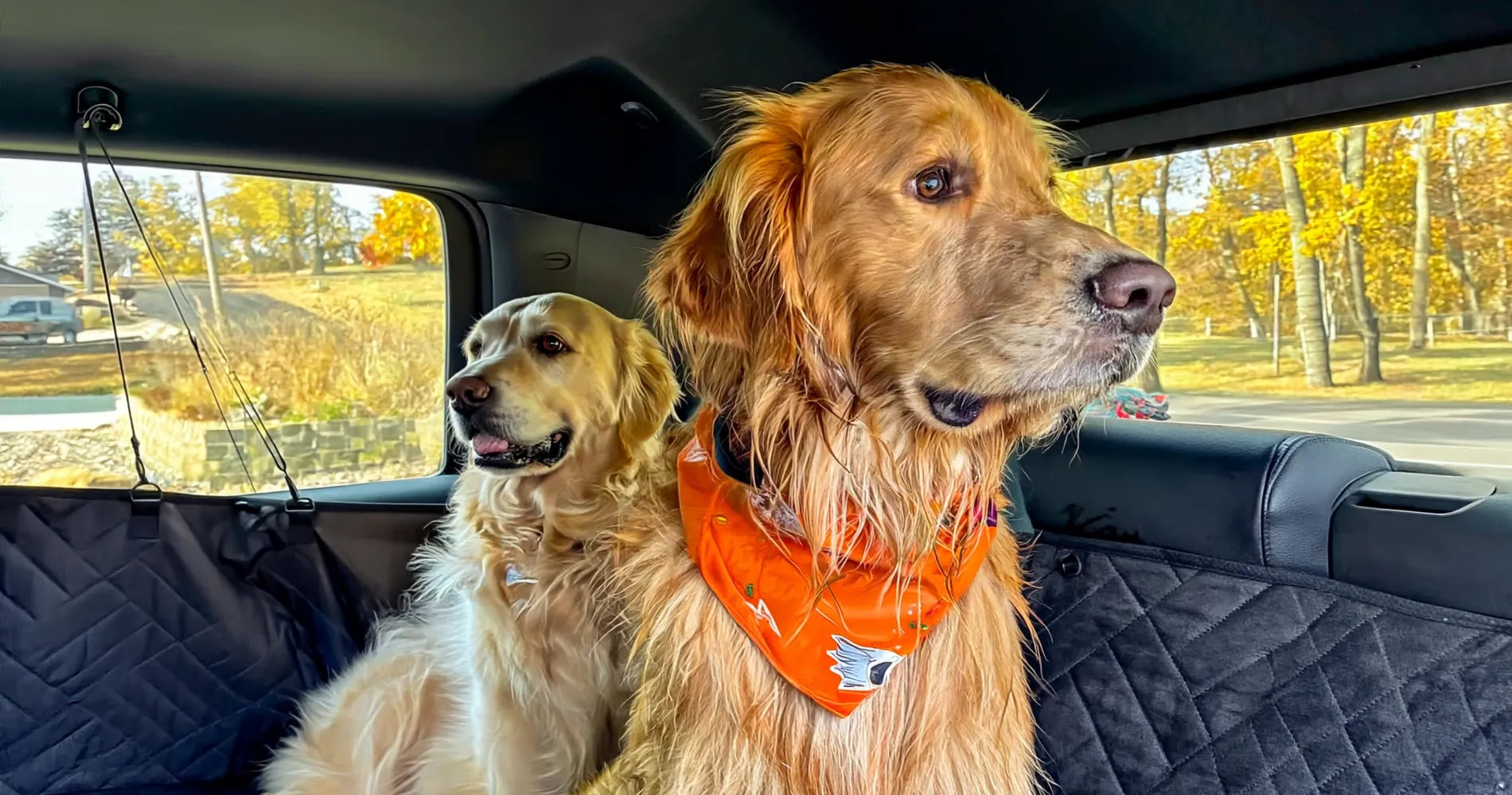 Two golden retrievers sitting on a hard bottom dog car seat cover during a road trip in Australia