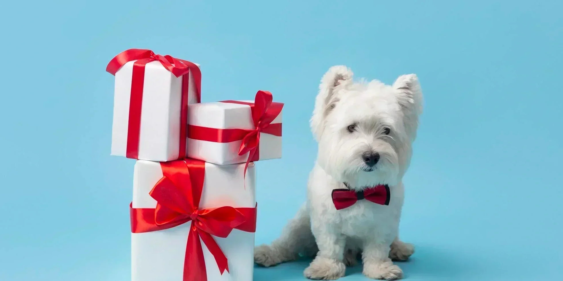 White dog in a bow tie beside wrapped christmas gifts — Australia holiday gift guide
