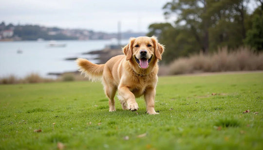 Happy golden retriever running in dog-friendly park on Sydney’s North Shore