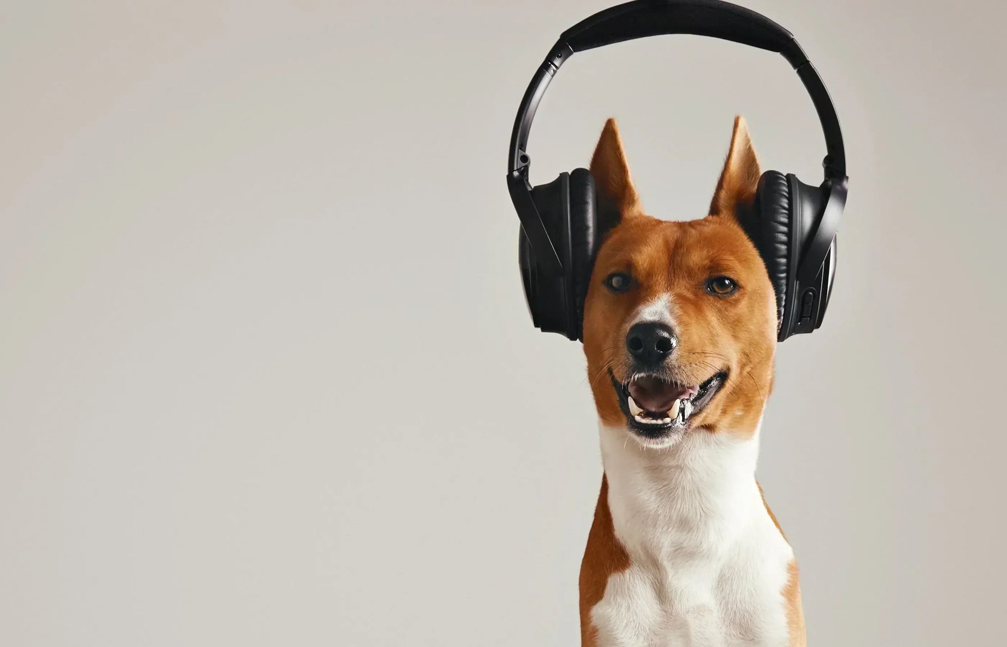 Smiling dog wearing headphones and listening to calming music – relaxing music for dogs at home.
