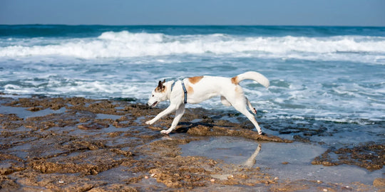 Dog running on a rocky beach in Australia with waves in the background