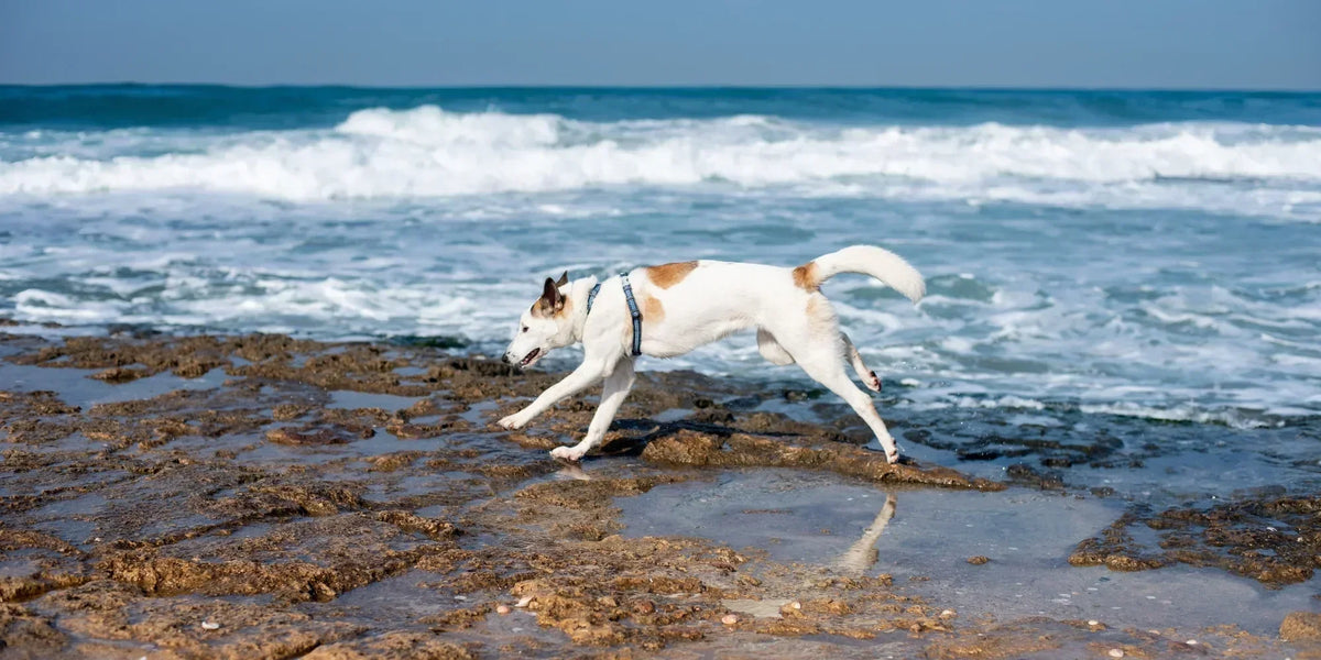 Dog running on a rocky beach in Australia with waves in the background