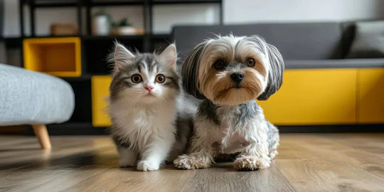 Adorable cat and dog sitting together on the floor, showcasing friendship and compatibility as pets in a cozy home environment