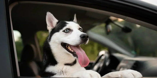 Happy dog looking out car window during an australia road trip