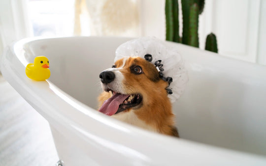 Dog sitting calmly in a bathtub before a bath
