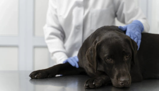 sad black labrador at the vet during spay consultation