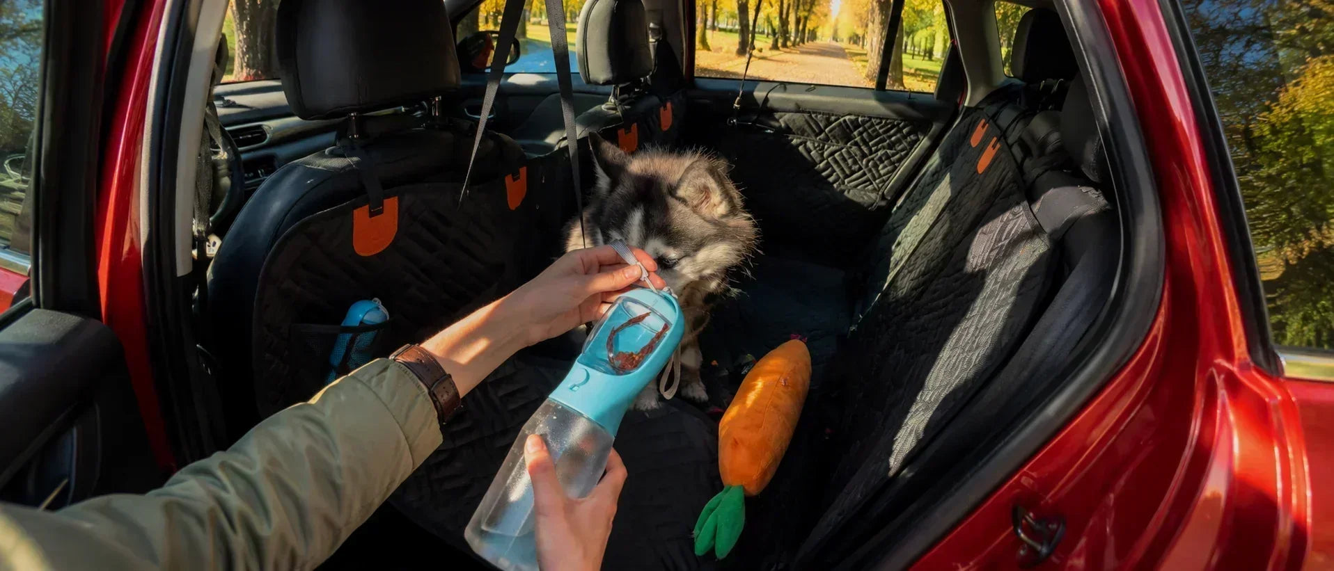 Dog drinking from a travel water bottle in the back seat of a car