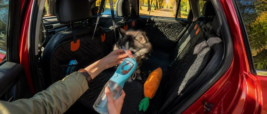 Dog drinking from a travel water bottle in the back seat of a car