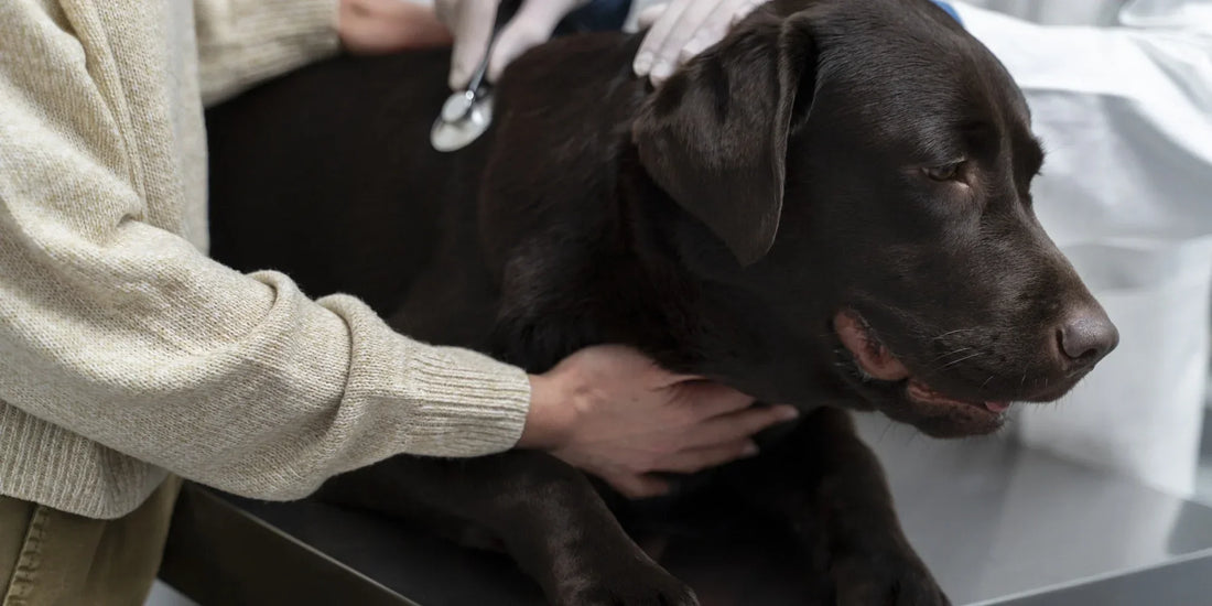 Chocolate Labrador receiving a check-up from a veterinarian during a routine health examination.