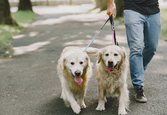 Person walking two Golden Retrievers on leashes along a shared park path
