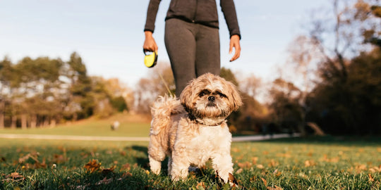 Dog walking in the park with its owner, enjoying healthy outdoor exercise on a sunny day.
