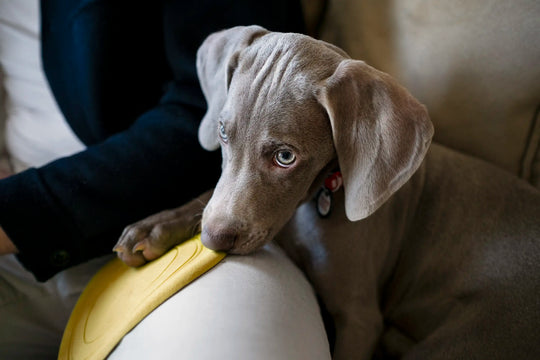 Gray dog holding a yellow toy while sitting beside its owner on a couch.