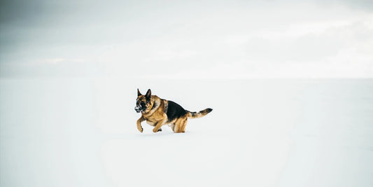 German Shepherd running joyfully in the snow, showcasing its agility and love for cold weather.