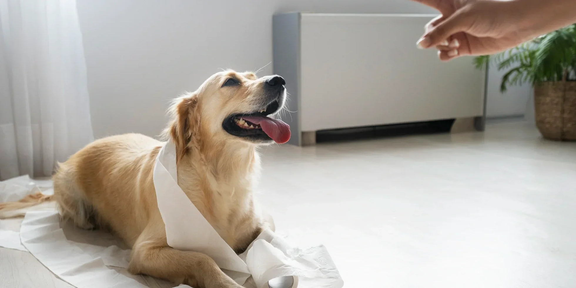Golden retriever dog wrapped in toilet paper during training session indoors