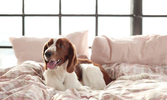 A happy dog lying on a cozy hotel bed with soft pillows, representing pet-friendly accommodations.