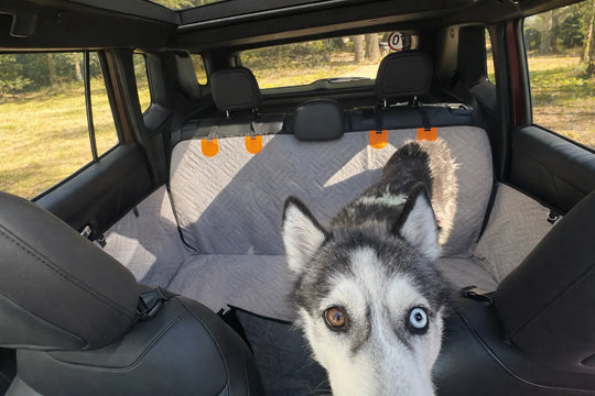 Husky standing on a hard bottom dog seat cover installed across a car back seat