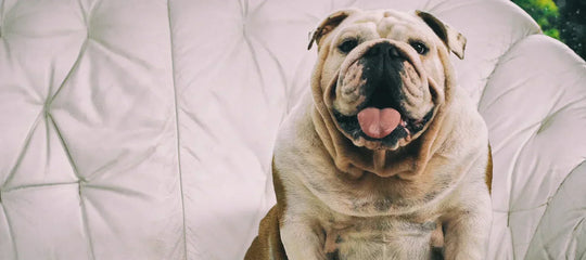help your dog lose weight — english bulldog sitting on a sofa