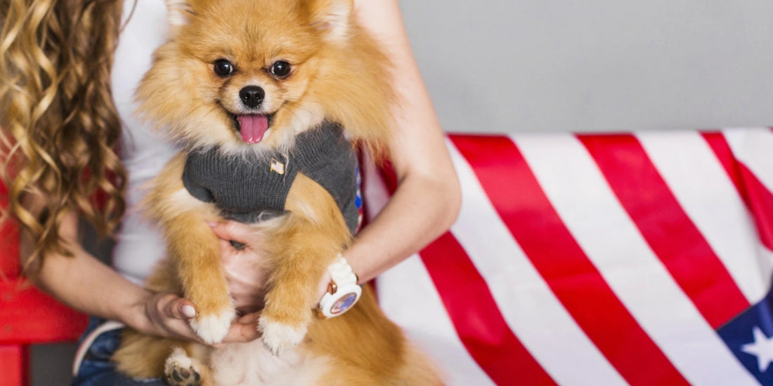 Small dog wearing a sweater in front of the American flag, symbolizing how the 2024 U.S. election could impact pet care and animal welfare policies.