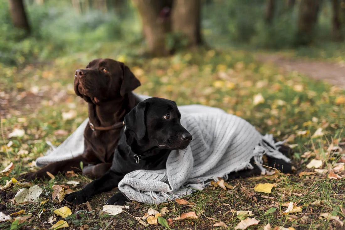 Two Labrador Retrievers, one black and one brown, relaxing on grass with a cozy gray blanket in a serene forest setting.