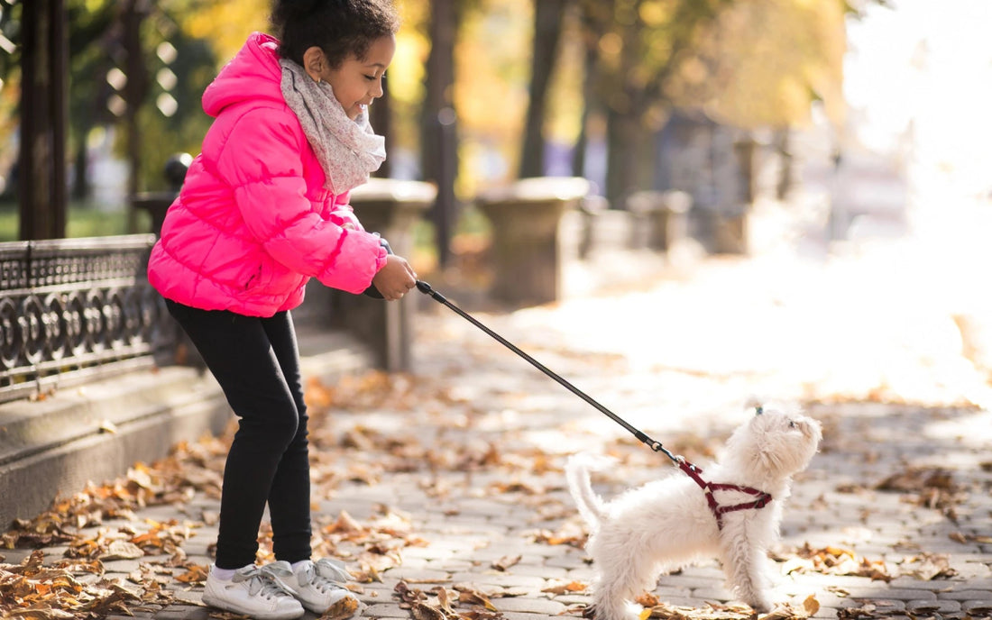 Young girl walking her small white dog on a leash in autumn – quality pet supplies from FluffyPuppy Pet Store