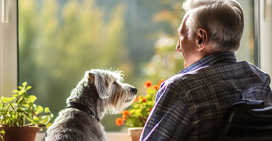 Elderly man in a wheelchair sitting beside his dog, gazing out of a sunlit window surrounded by plants.