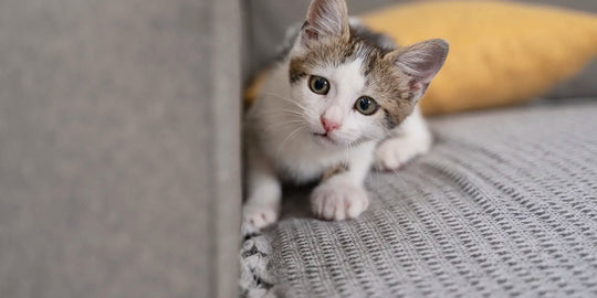 Kitten sitting on a sofa, showing physical signs used to tell a kitten’s age